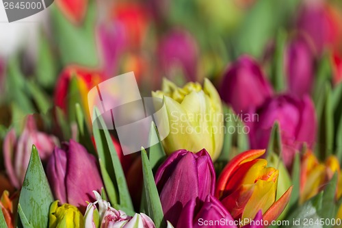 Image of Background of colourful vivid summer flowers