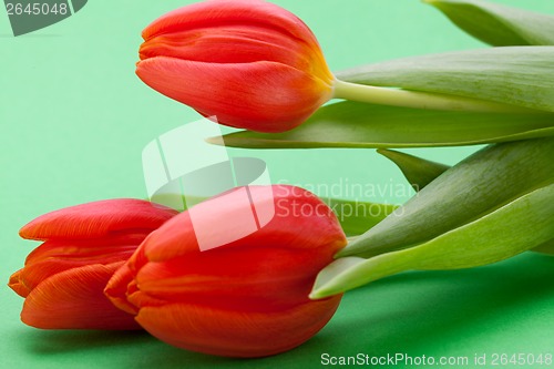 Image of Beautiful fresh red tulips for a loved one