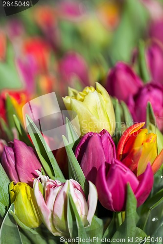 Image of Background of colourful vivid summer flowers