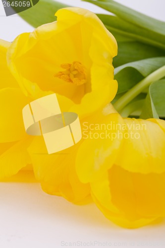 Image of Bunch of cheerful yellow tulips