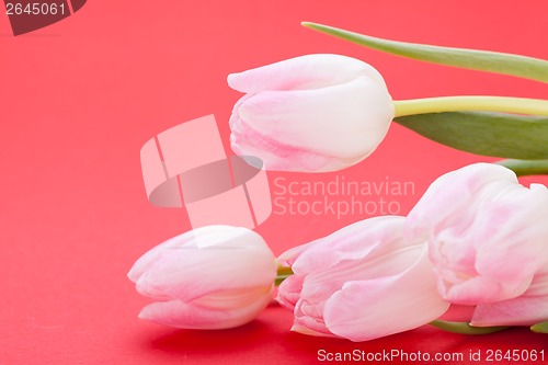 Image of Spring background of dainty pink tulips