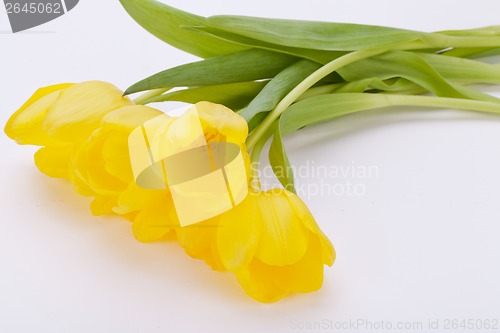 Image of Bunch of cheerful yellow tulips