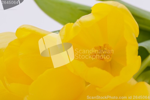 Image of Bunch of cheerful yellow tulips