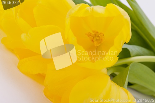 Image of Bunch of cheerful yellow tulips