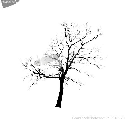 Image of Dead Tree