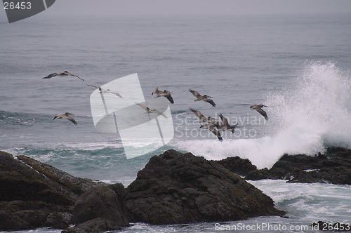 Image of Flying in formation