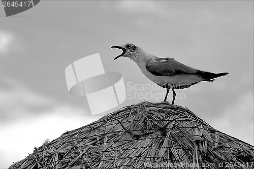 Image of screaming sea gull 