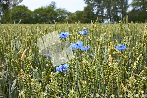Image of Cornflowers on the wheat field
