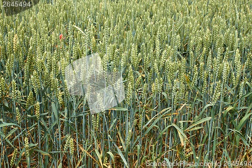 Image of Green ripening wheat ears