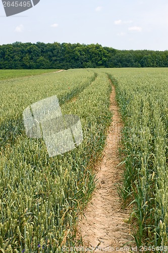 Image of Technological tracks for crops processing on wheat field