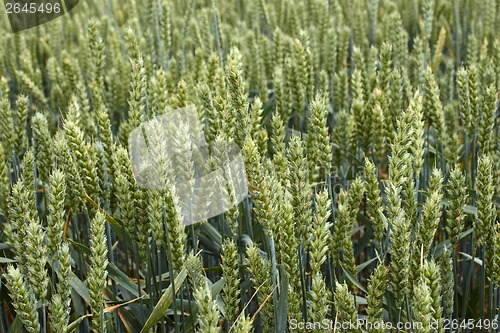 Image of Green ripening wheat ears close-up
