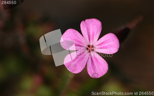 Image of Pink flower