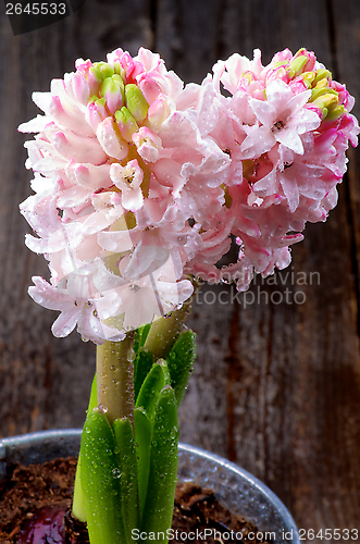 Image of Pink Hyacinths