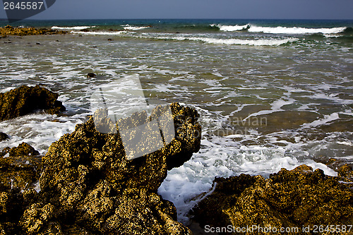 Image of  spain musk pond rmmer in el golfo lanzarote