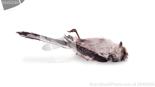 Image of Deceased long-tailed tit