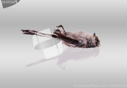 Image of Deceased long-tailed tit