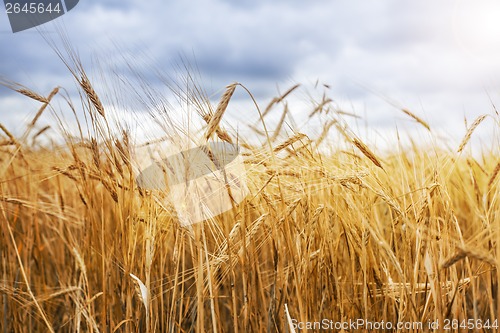 Image of Wheat field