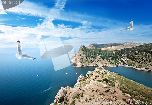 Image of Two gulls over the sea