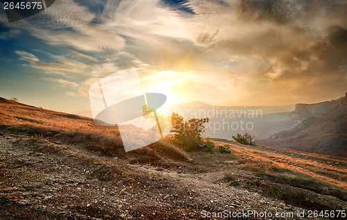 Image of Shrub on the mountain