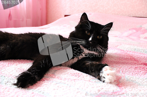 Image of black cat lying prone on the matrimonial bed