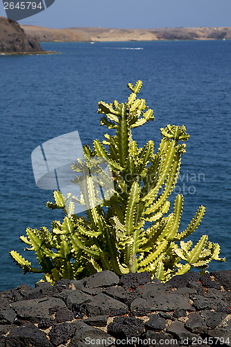 Image of cactus bush  rocer in el golfo lanzarote spain