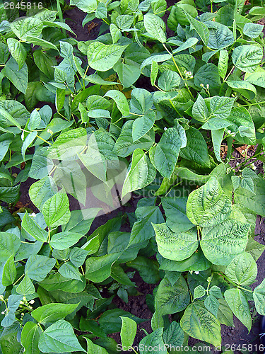 Image of vegetable garden blossoming haricot