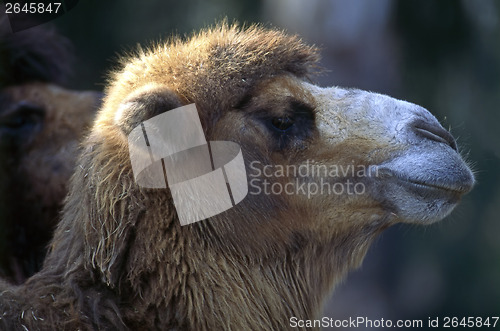 Image of Camel
