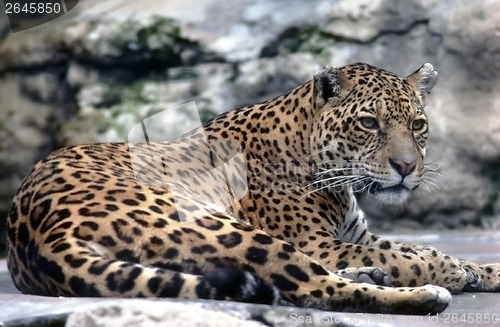 Image of Leopard