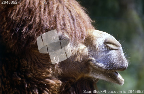 Image of Camel