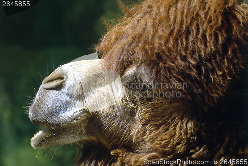 Image of Camel