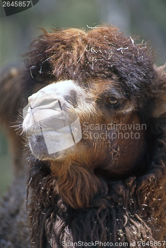 Image of Camel