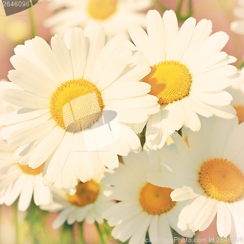 Image of daisies in a field, macro