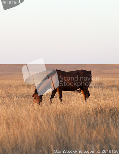 Image of Horse grazing in evening pasture