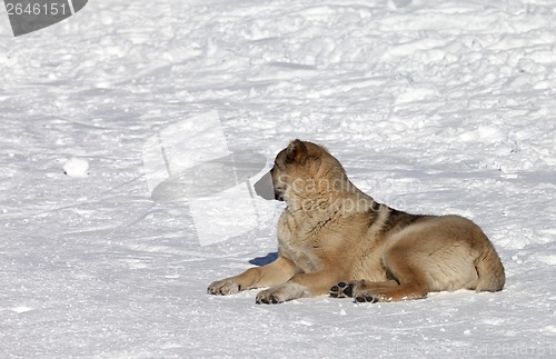 Image of Dog resting on snowy ski slope at nice sun day