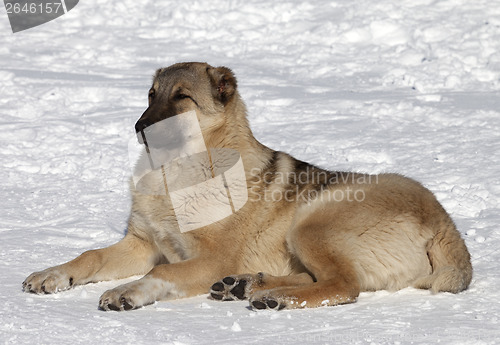 Image of Dog resting in snowy ski slope