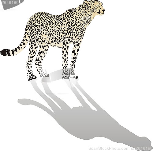 Image of Cheetah 