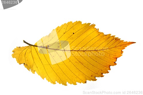Image of autumnal color leaf 