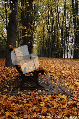 Image of bench in the autumn park 