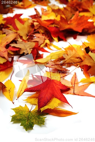 Image of autumn leaves background