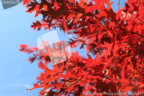 Image of autumn leaves background