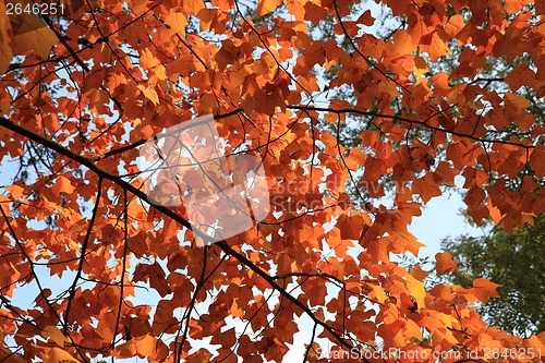Image of autumn leaves background