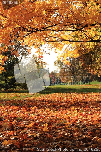 Image of autumnal park in the october