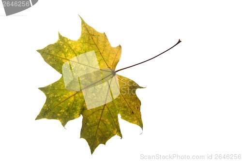 Image of autumnal color leaf 