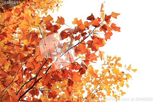 Image of autumn leaves background