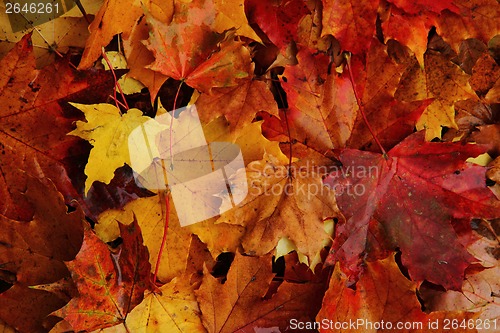 Image of autumn leaves background