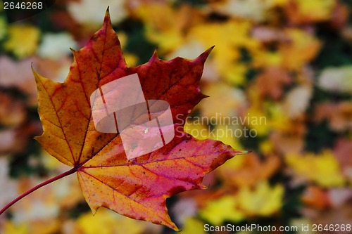 Image of autumn leaves background