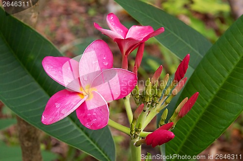 Image of Plumeria pink bloom