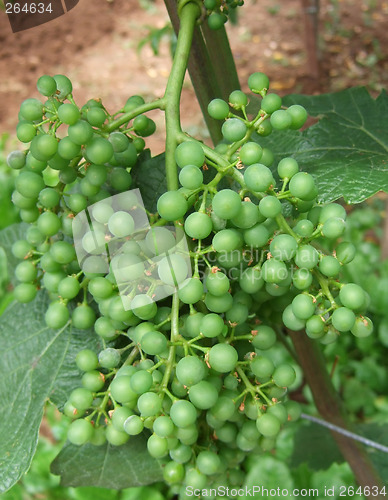 Image of Young grapes