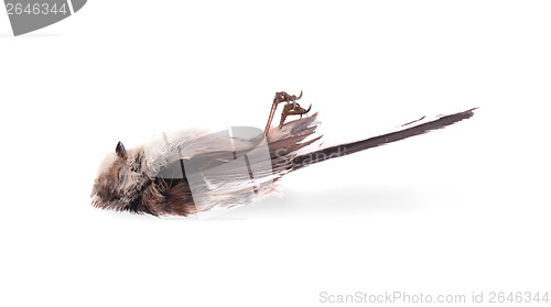 Image of Deceased long-tailed tit