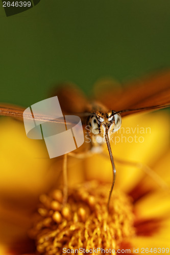 Image of Orange butterfly